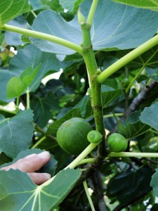 Fig Tree