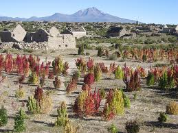 Quinoa plants