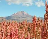 Quinoa plants, Bolivia